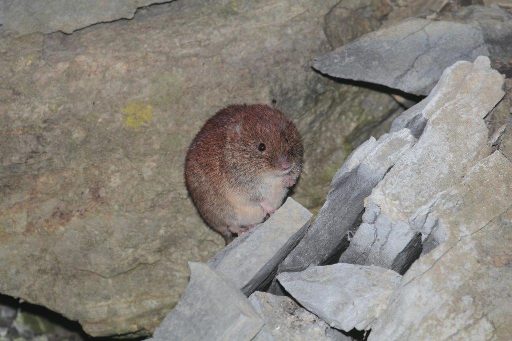 Arvicola rossastra (Myodes glareolus) del PNFC
